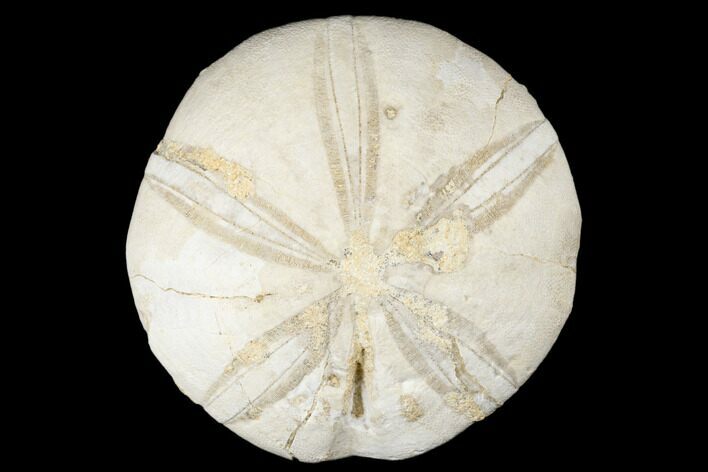 Jurassic Sea Urchin (Clypeus) Fossil - England #177058
